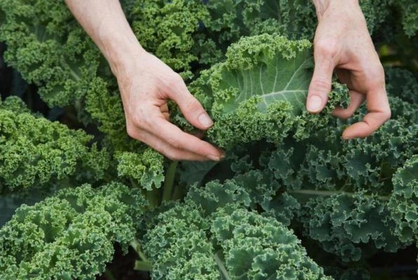 Капуста кейл: невкусная, но очень питательная листовая зелень — как добиться максимальн...