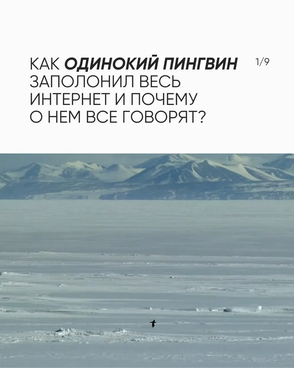 Вы наверняка видели это видео с пингвином.

Интернет сделал из него мем, метафору, символ одиночеств