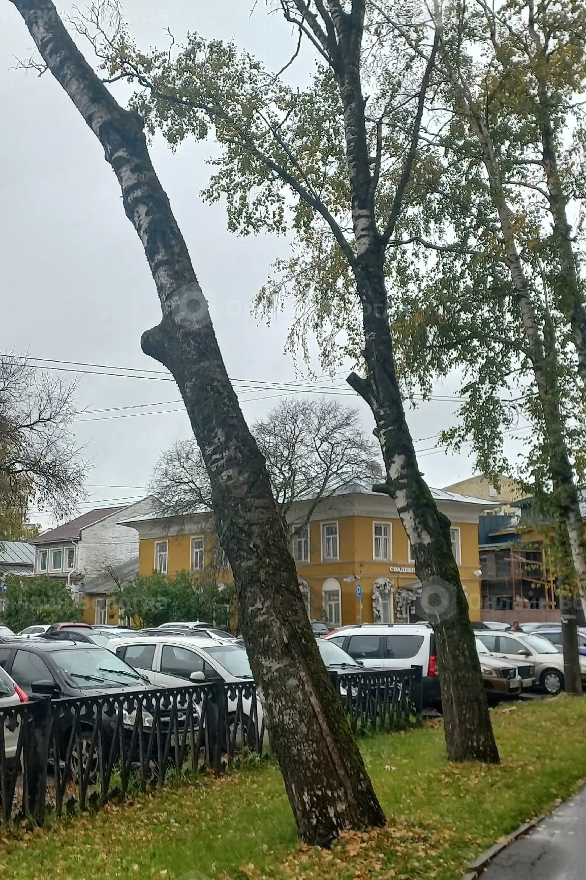 Вчера в Кировском сквере, у здания Вологодского Университета, наклонилось дерево, даже ...