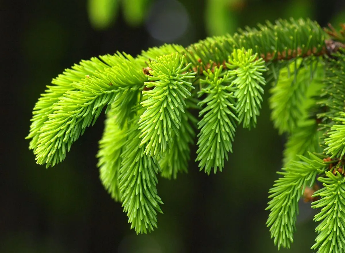 Отвар из хвои для поддержки зрения 🌲 

Хвойный лес ценят не только за свежий аромат и чистый воздух