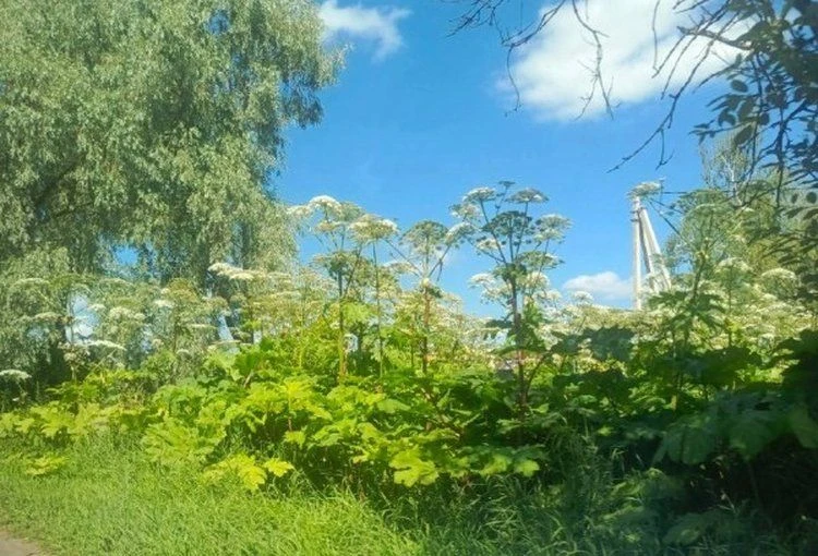 🌿 В Чувашии по иску прокуратуры суд обязал собственника сельхозземель уничтожить борще...