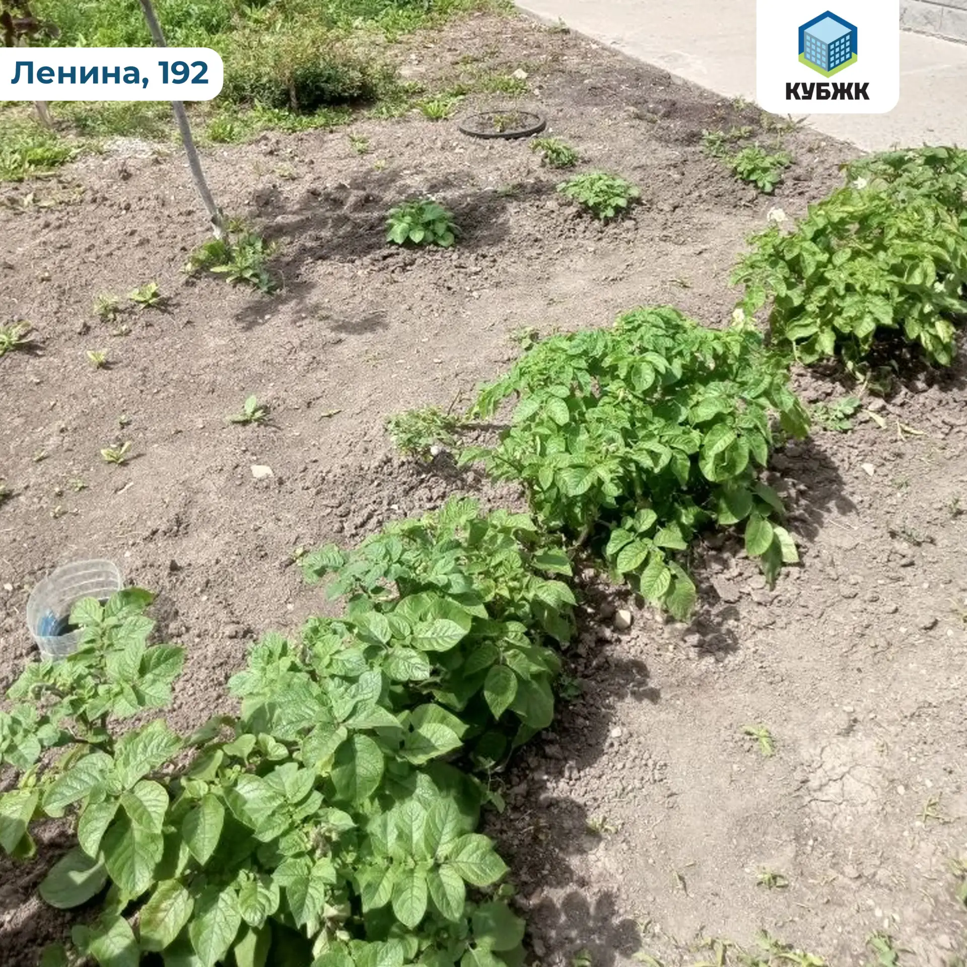 ❗️ Самовольная высадка растений на придомовой территории запрещена!