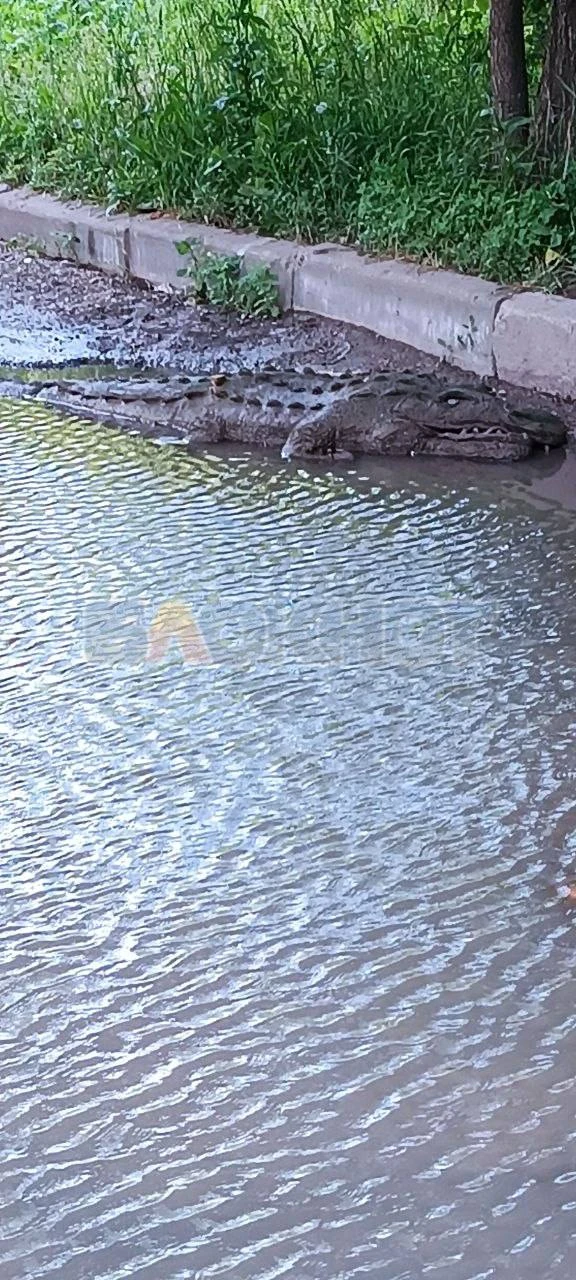 🐊 Жители дома на Добровольского, 42, поселили в луже крокодила. Им надоело, что коммун...