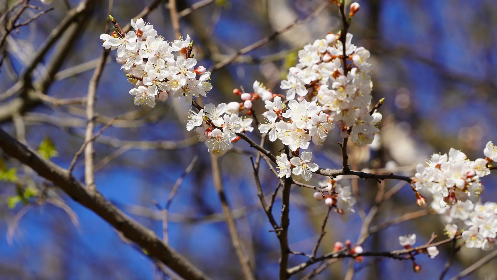 🌸 В Ярославле сакура цветёт… но не везде одновременно