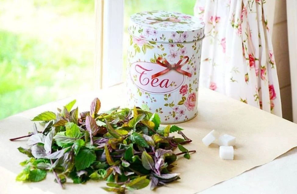 🌿Сушатся мои травы — мята с грядки, листья смородины и немного душицы.