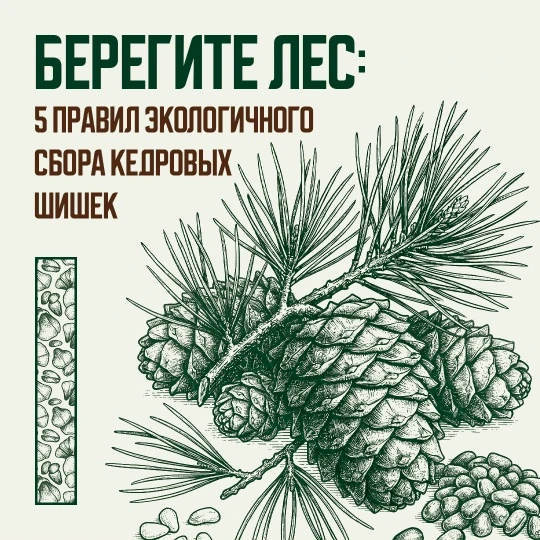 С 25 августа в Югре официально стартует сезон заготовки кедровых шишек

Это время, когда лес отдаёт 