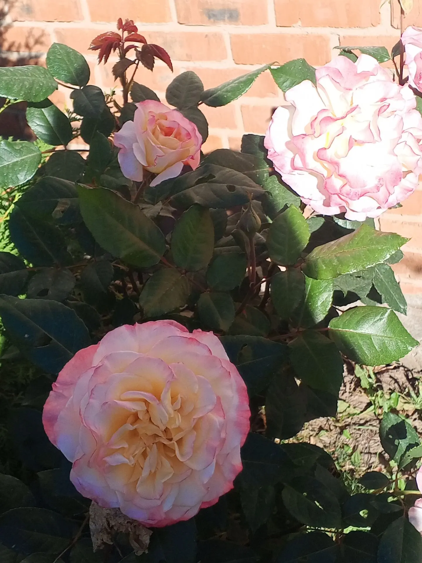 ‎🍁🌸Октябрь — это не время увядания, а самый прекрасный, зрелый и мудрый период в году...