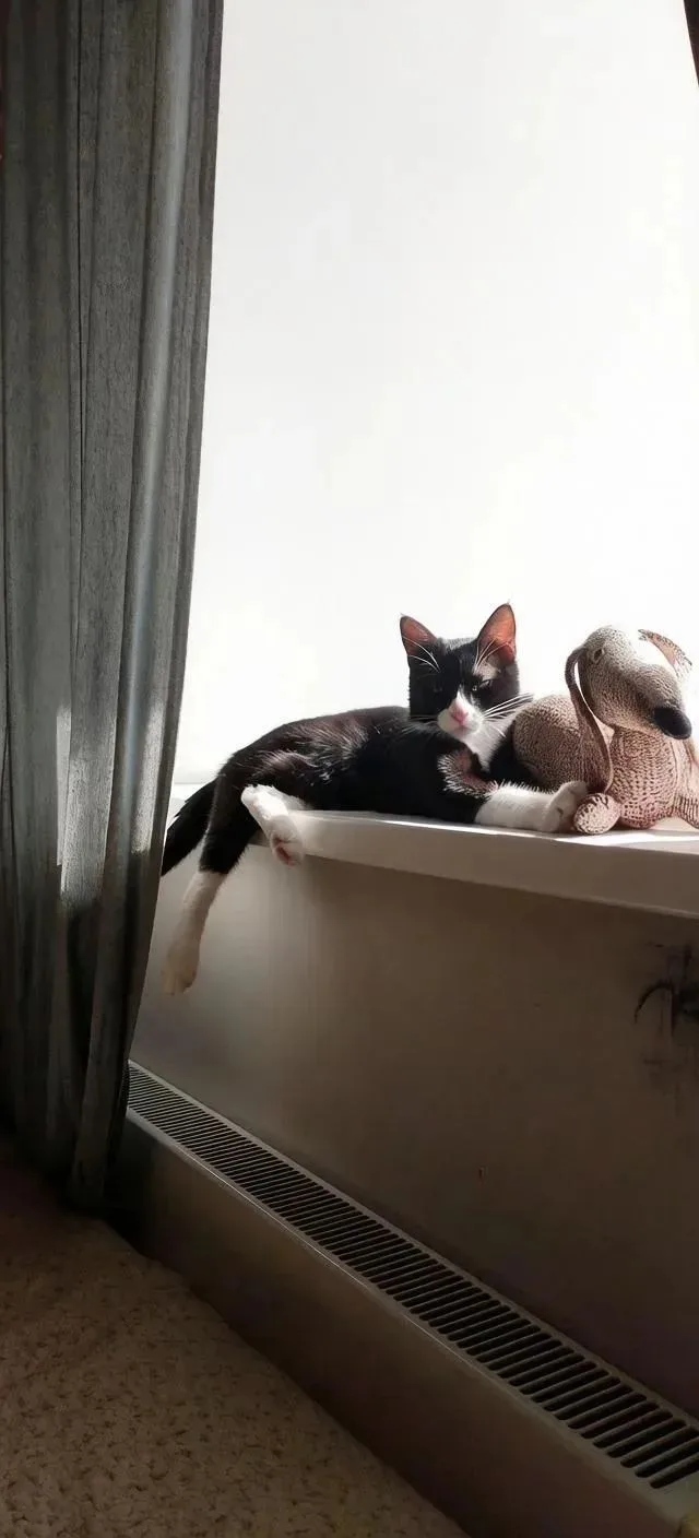 Мур! Это Мокрый Носик Динамо 🐈‍⬛