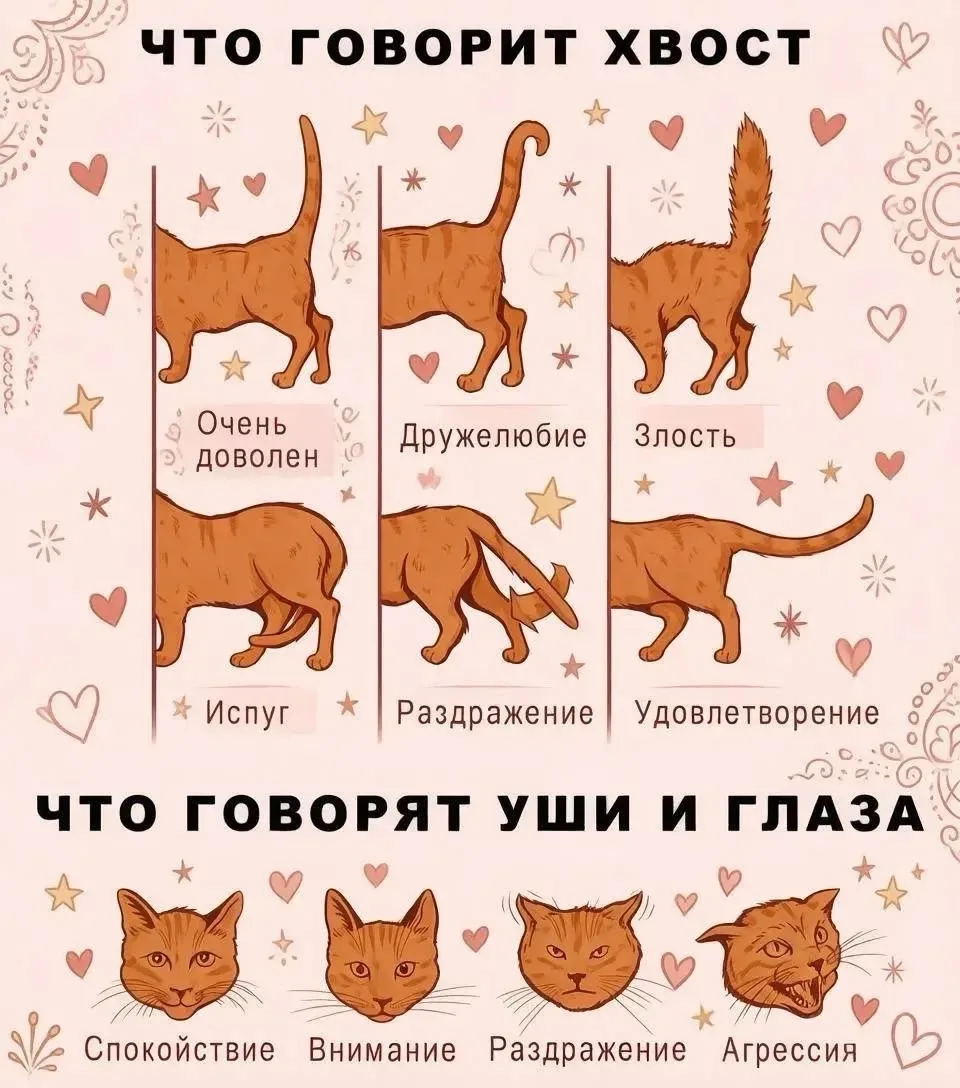 Как-то так 🐈