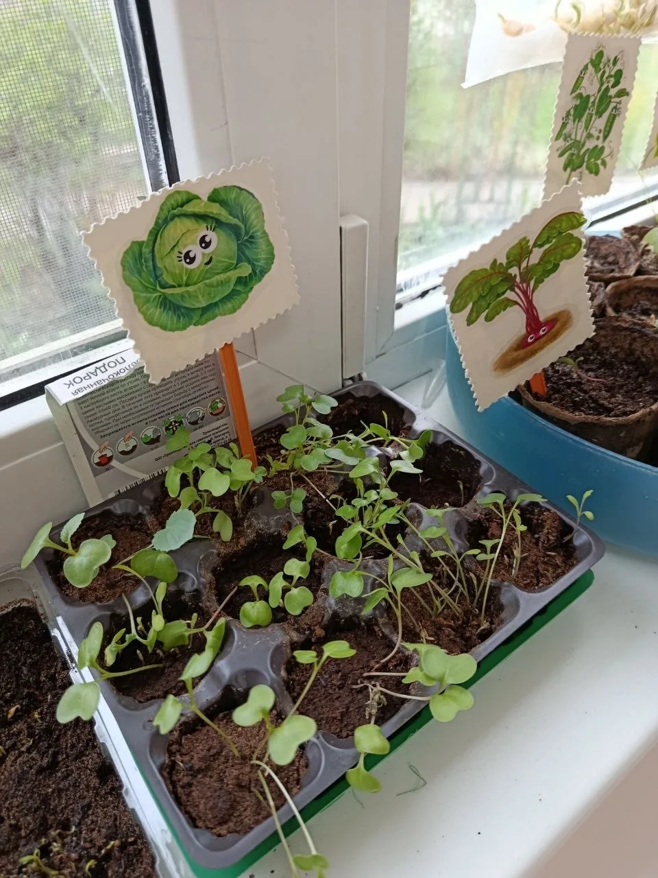 🌱 Конкурс мини-огородов на окне в Корпусе 5  На днях в Корпусе 5  прошёл ежегодный конкурс мини-огор