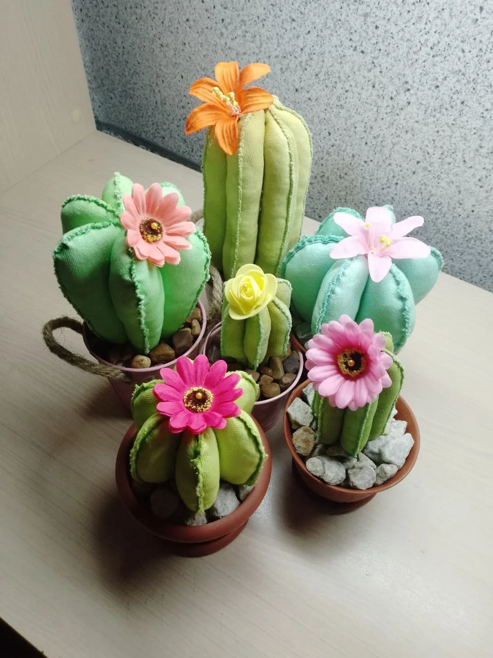 Игольницы кактусы.