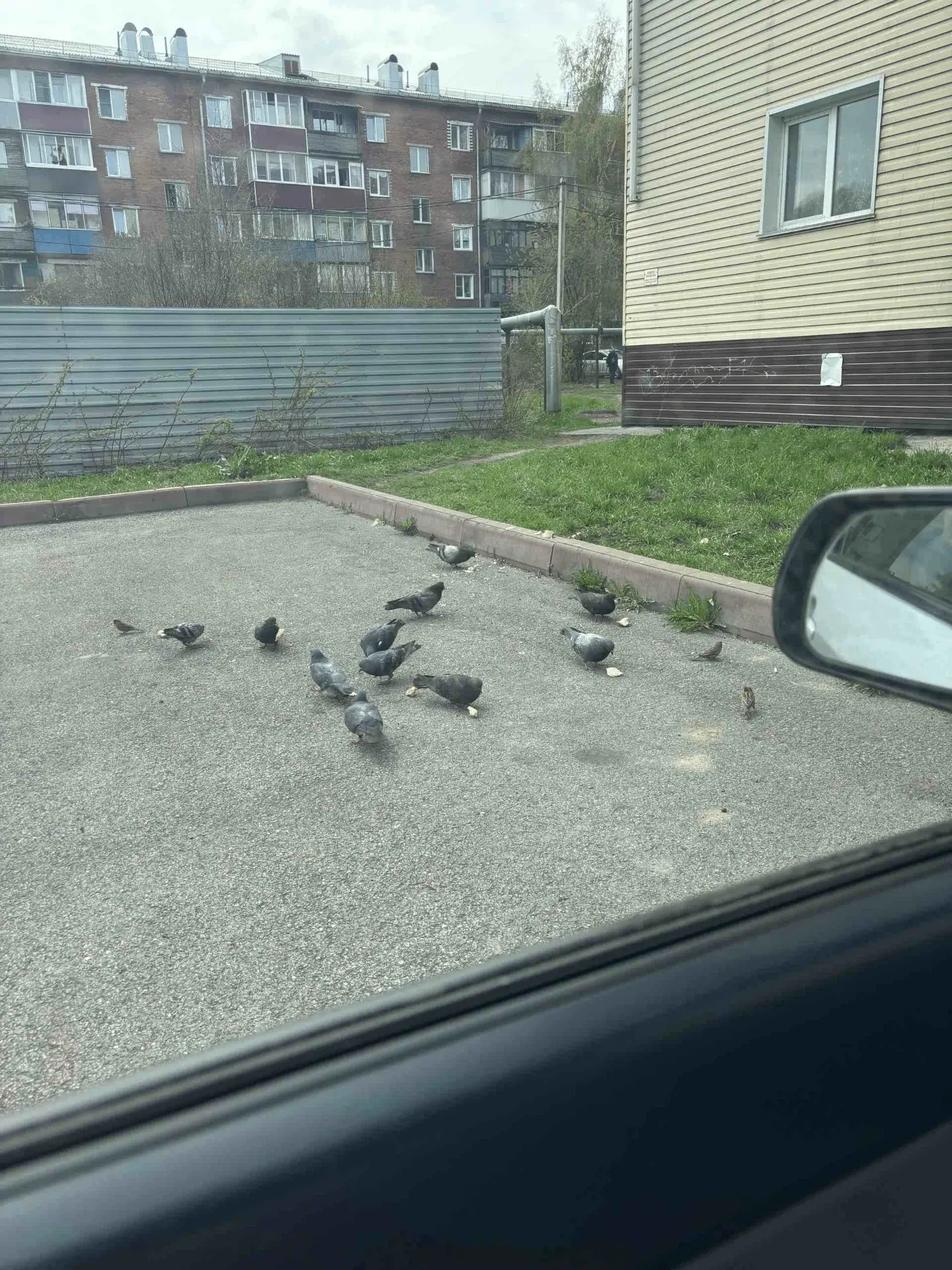 🦅ГОЛУБИ- символ мира, чистоты и любви..