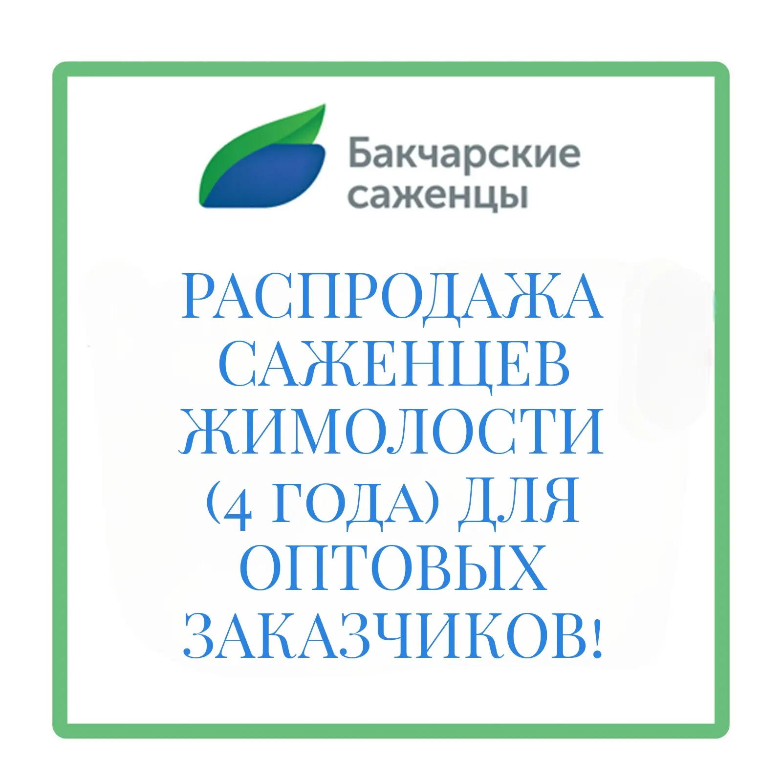 🍃 РАСПРОДАЖА САЖЕНЦЕВ ЖИМОЛОСТИ (4 ГОДА) ДЛЯ ОПТОВЫХ ЗАКАЗЧИКОВ! 🍃