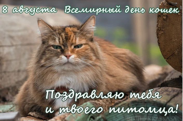🌞☀️⏰Дорогие подписчики, доброе утро! 
Сегодня действительно особенный день — Всемирный день кошек, 