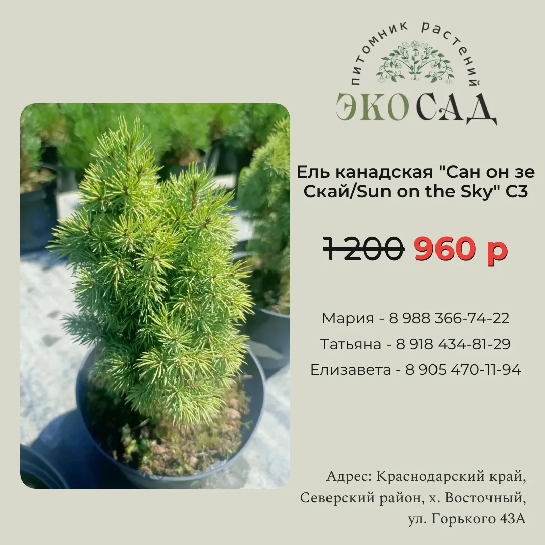 Акции на хвойные🔥🌲

Действуют до 31 июля!

Приезжайте!

📍 Наш адрес: Краснодарский край, Северски