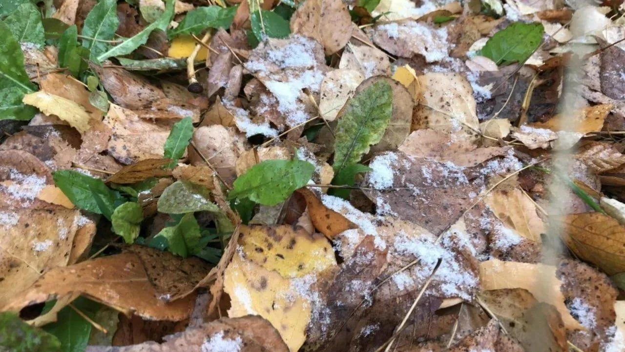❄️ В Башкирию идёт снег