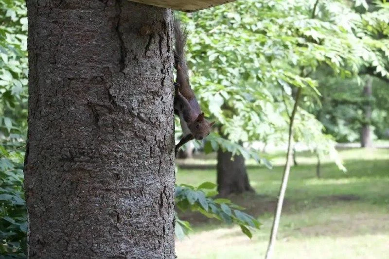 🐿️ Белочку мою видели?

В Корсаковском парке установили "рабочие часы" пушистых хвостов: в жару их 