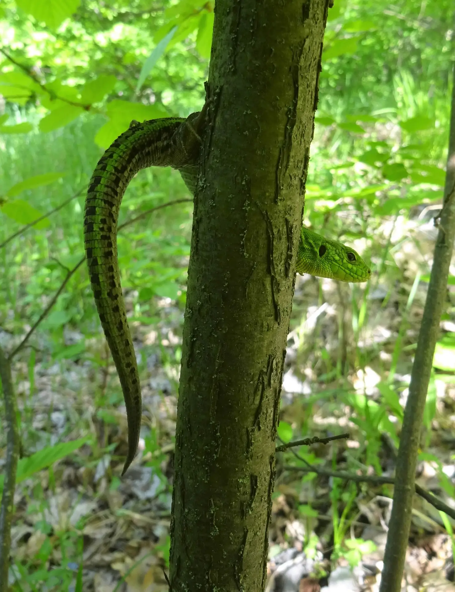 🦎 Кто шуршит в траве? 🐍
#настроение_Дивногорья 

На прогулке в Дивногорье часто замечаешь мелких ж