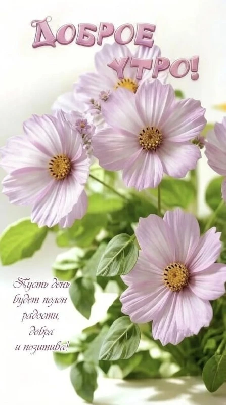 🙂 Доброе утро!🌷



☀️✨🟢✨☀️

МЫ в МАХ - подписаться.

❤️ Фабрика Поздравлений
📌#доброеутро