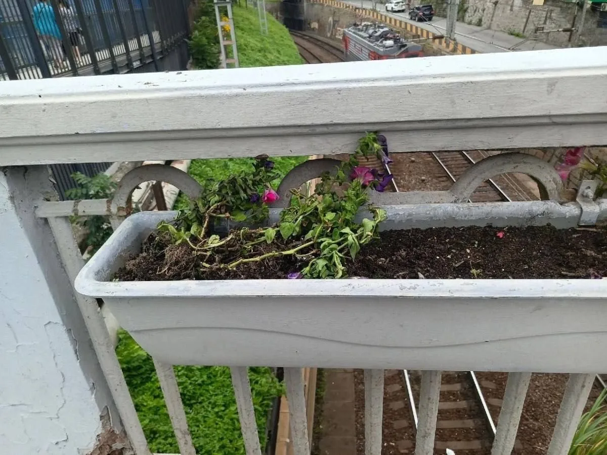 😳🤩🌹 ❌В центре Владивостока вандалы вырвали цветы из вазонов и разбросали по путям
