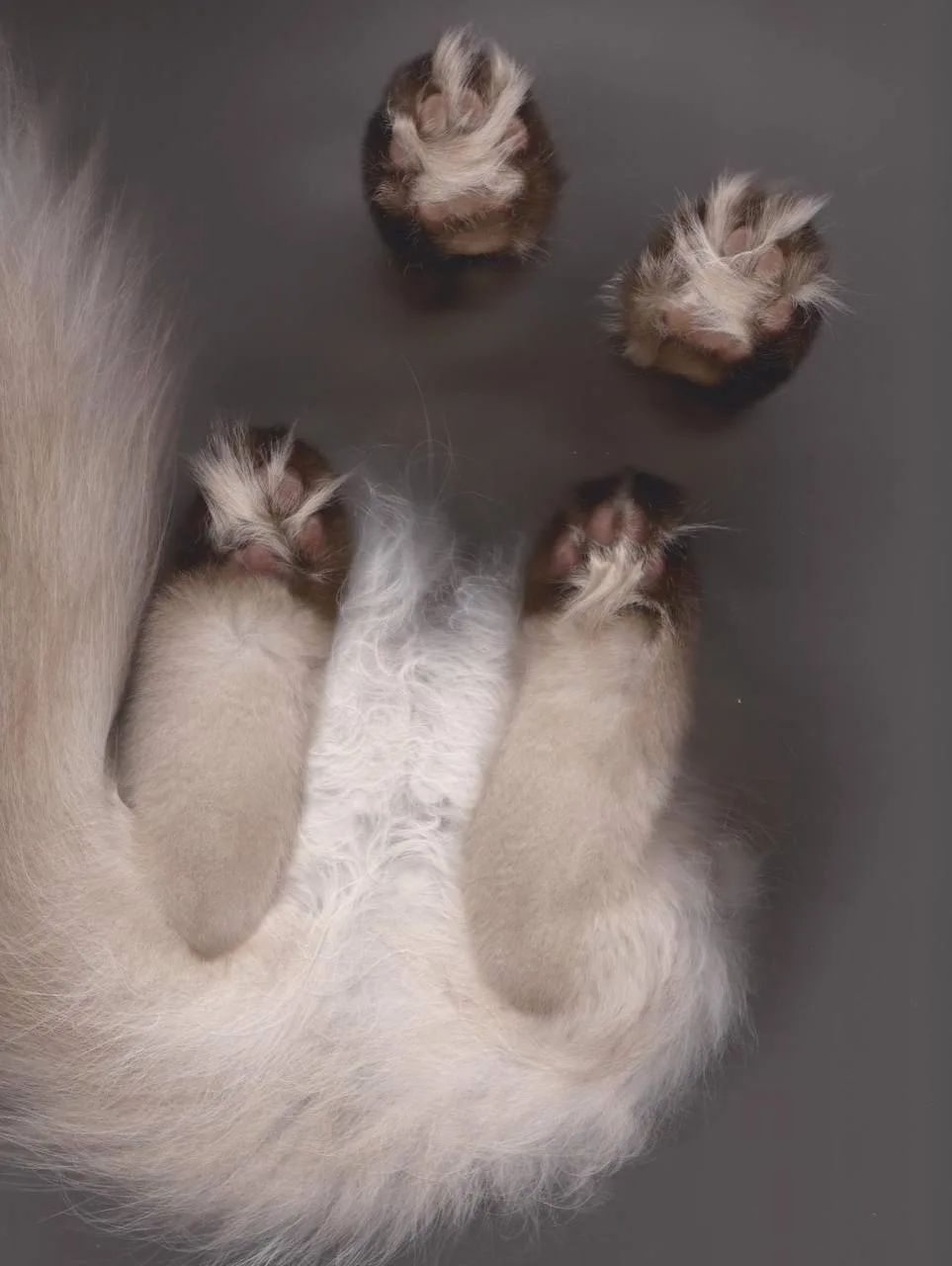 В тренде — проект Cat Scans: котов сканируют через стекло, и получаются настоящие произведения искус