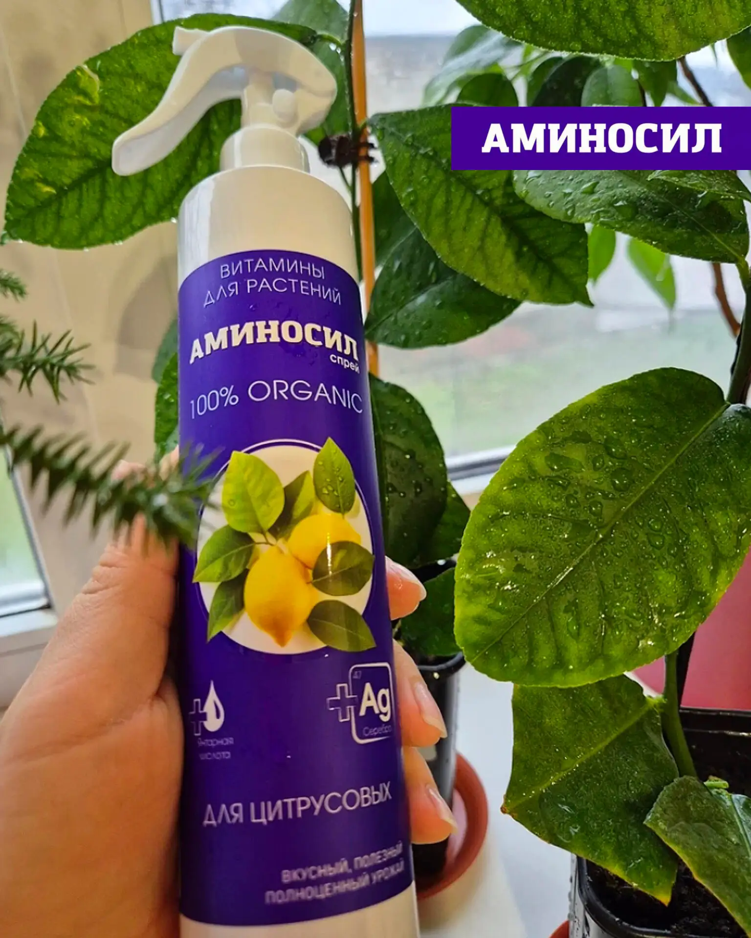 🍋 КОМНАТНЫЕ ЦИТРУСОВЫЕ: КАК НЕ УПУСТИТЬ ГЛАВНЫЙ ПЕРИОД РОСТА  Лето — ключевой этап для цитрусовых 🌿 