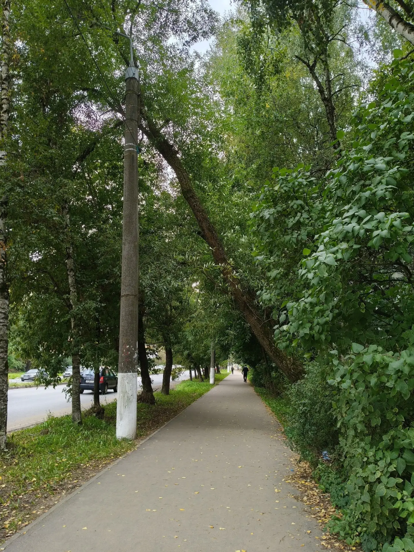 В Твери дерево над головой: опасно идти к центру
