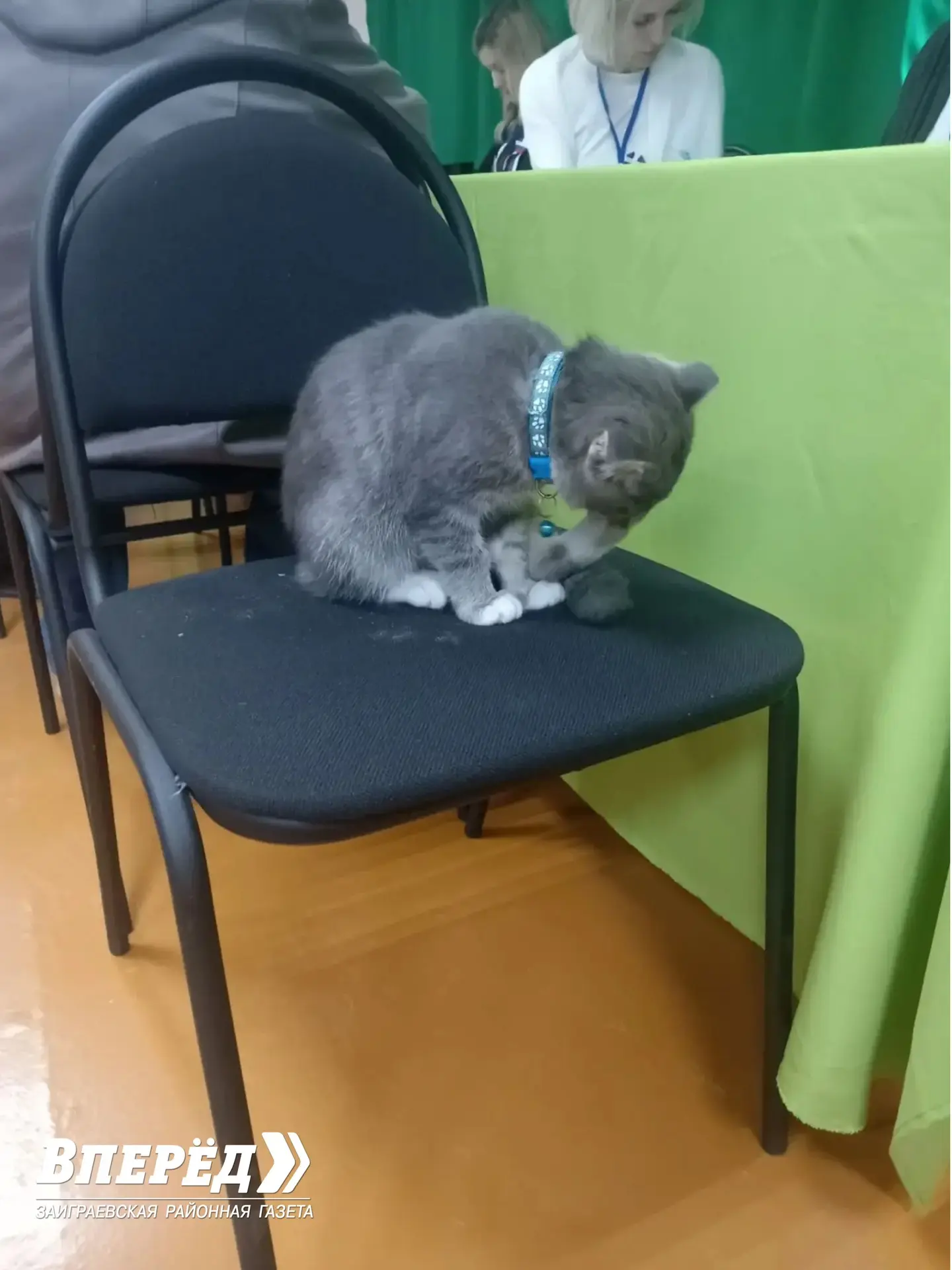 Котик сделал свой выбор, а вы? 🇷🇺