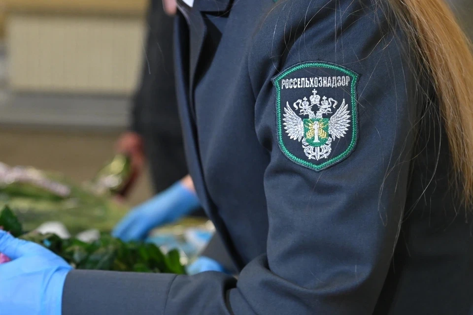 В Челябинске ликвидировали незаконную свалку биологических отходов, которую обнаружили ...