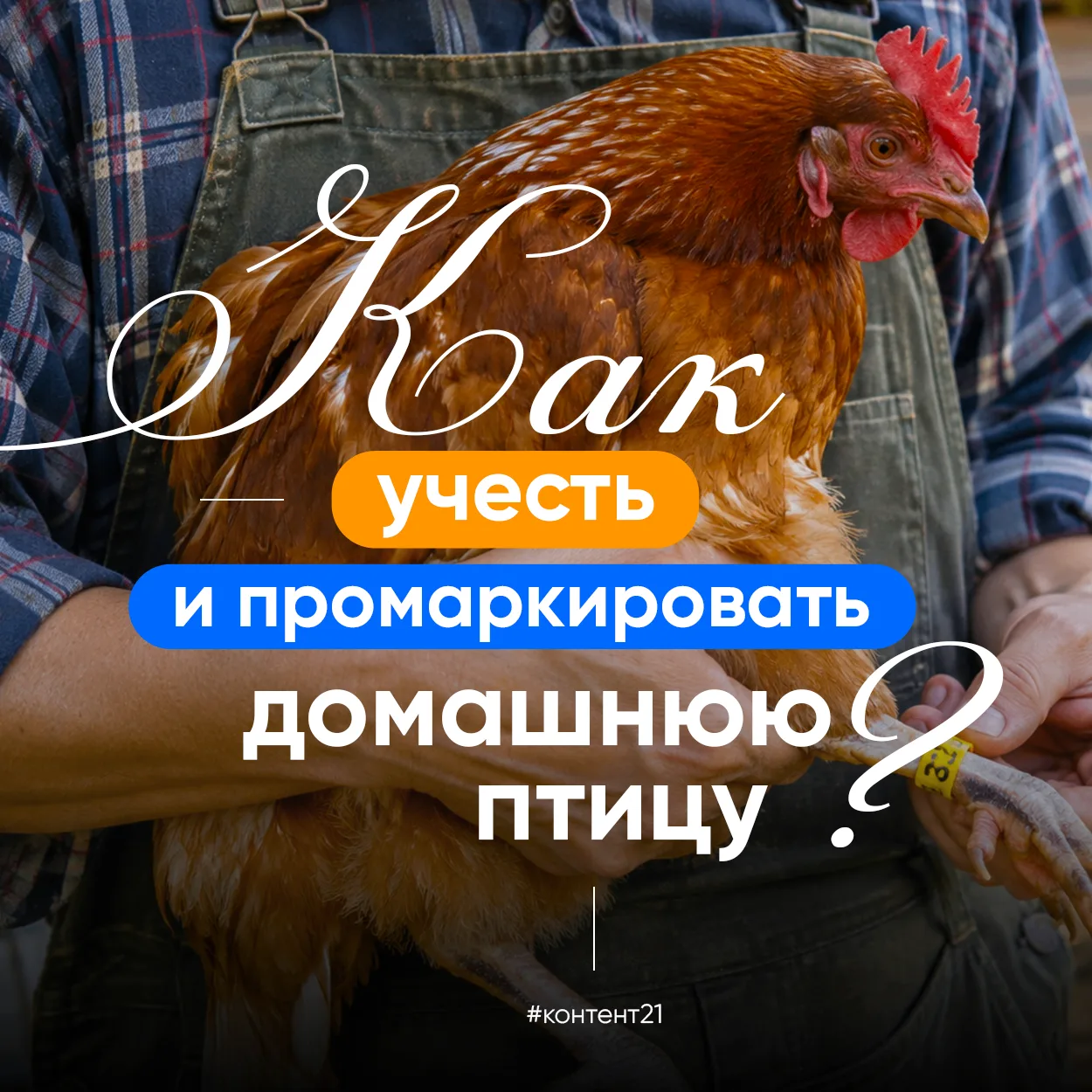 Куры, утки, гуси🪿 и другая домашняя птица должны быть «на карандаше»: что нужно знать ...