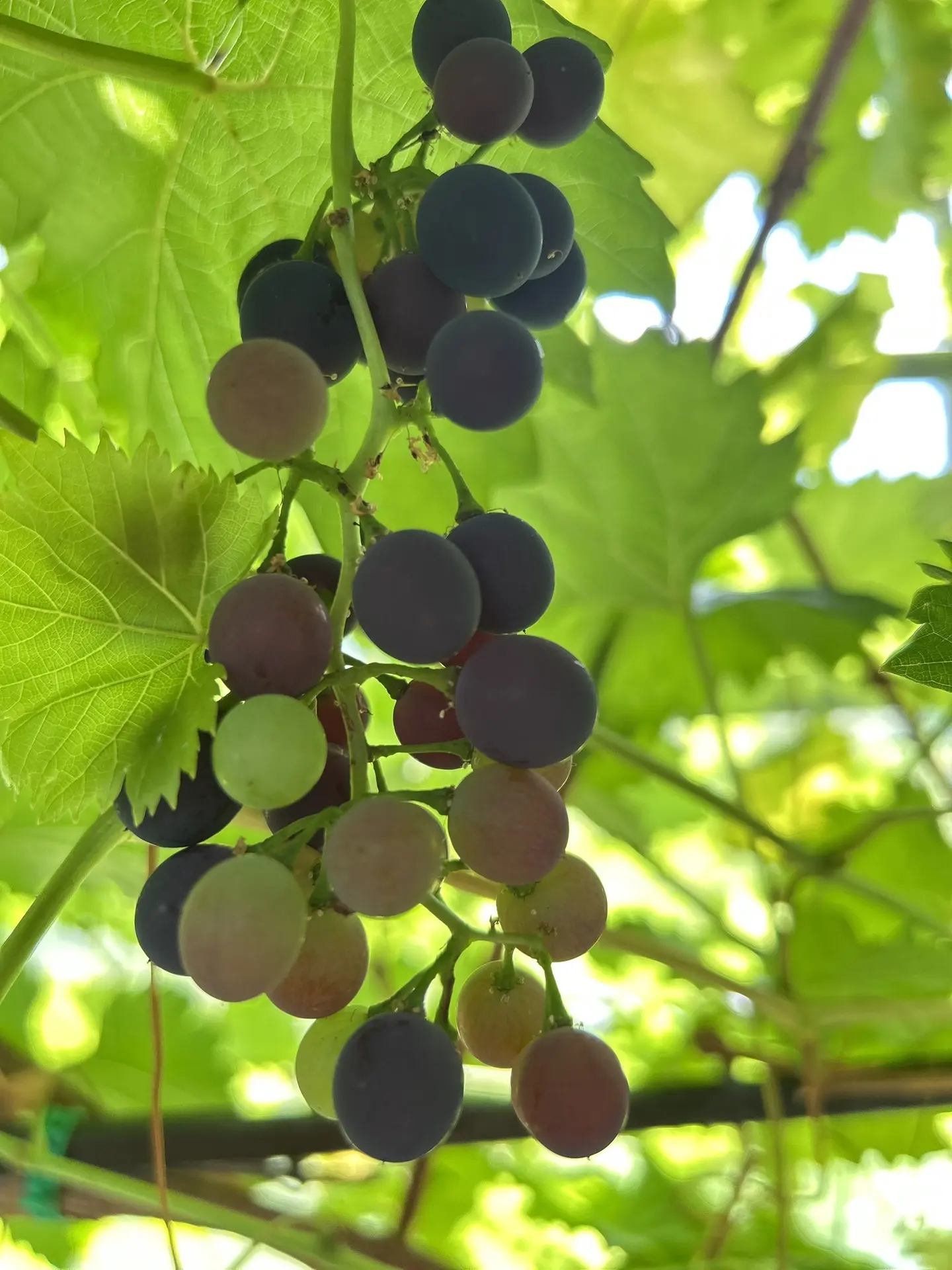 🍇Южное чудо за Полярным кругом🍇