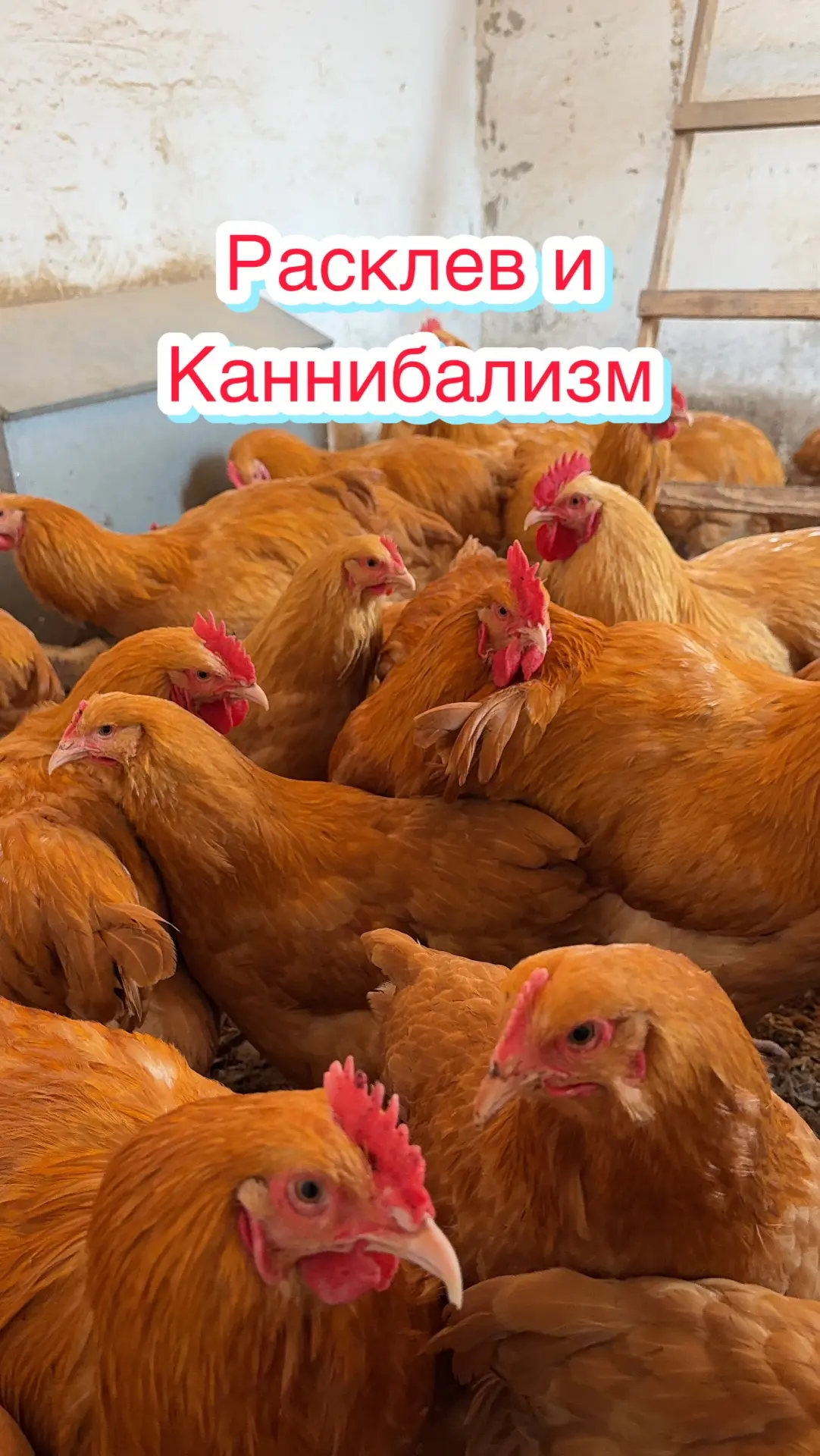 РАСКЛЕВ и КАННИБАЛИЗМ 🦃🦆🪿🐓🐥