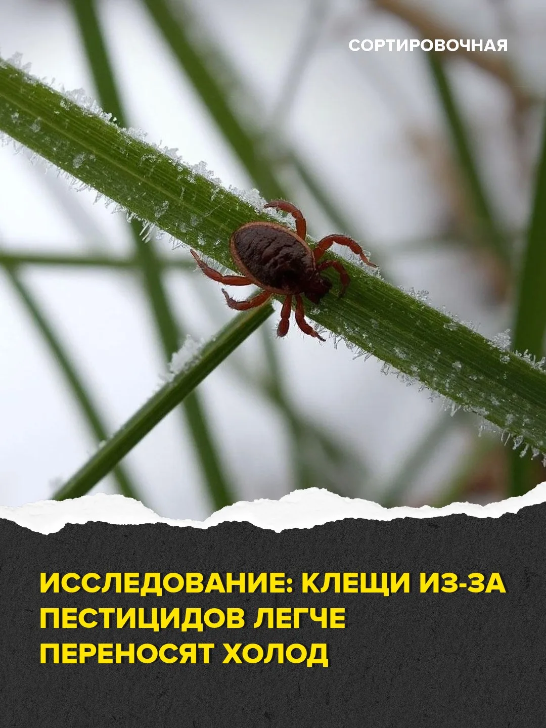 🤔 Учёные предположили, из-за чего клещи появляются в более северных регионах

Американские биологи 