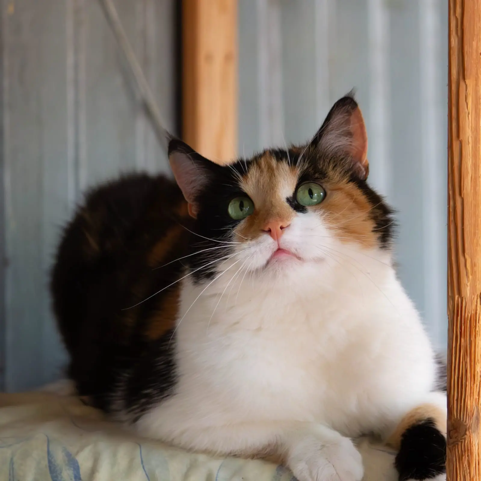 😻 Летним символом «Моспитомца» стала кошечка Андромеда! За нее отдали больше всего голосов в опросе
