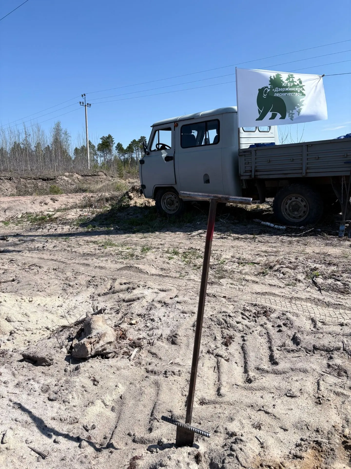 На лесокультурной площади вблизи д. Борки, сотрудники лесничества проводят посадки лесных культур се