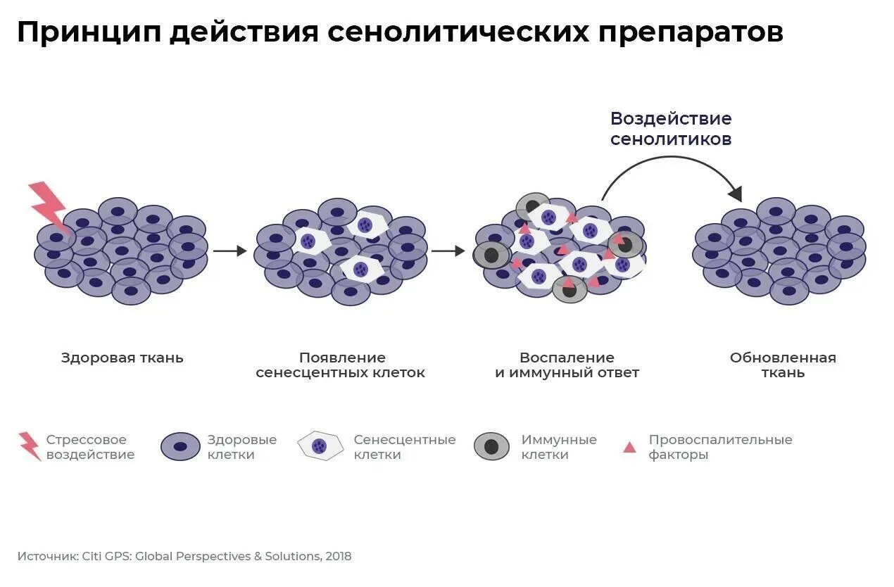 Сенолитики — это препараты, способные избирательно инициировать гибель стареющих клеток.