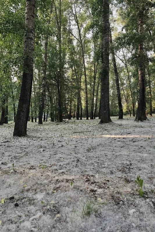 ❄️ Кемерово накрыло летним снегом

Снегопад в разгар лета удивил жителей Кемерово. Город на короткое