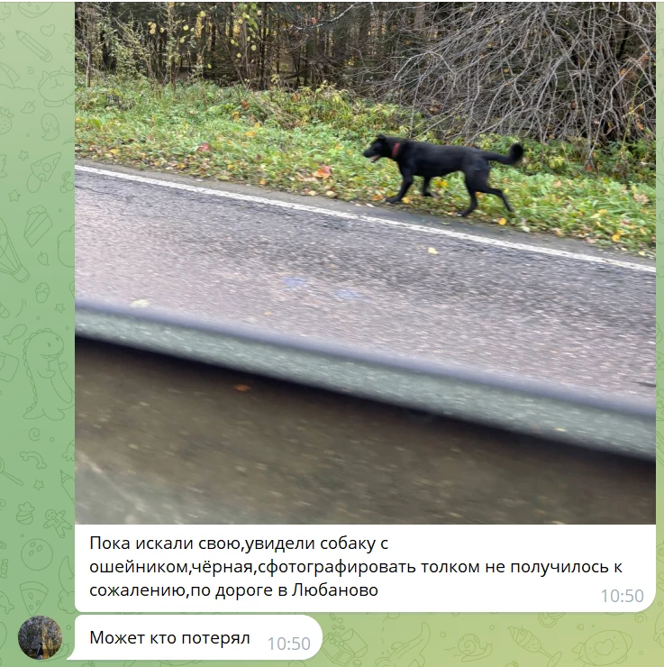 Благодаря отклику и добрым сердцам подписчиков этого чата питомец по кличке Тори с Куби...