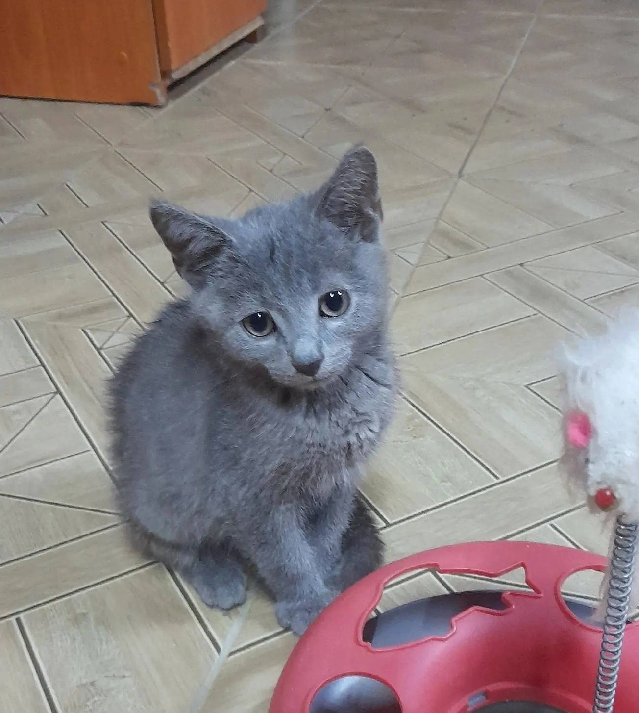 Котёнок ДЫМОК  ИЩЕТ ДОМ‼