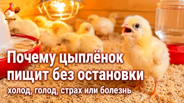 Почему цыплёнок пищит без остановки – холод, голод, страх или болезнь? Заглядываете в брудер, а там 