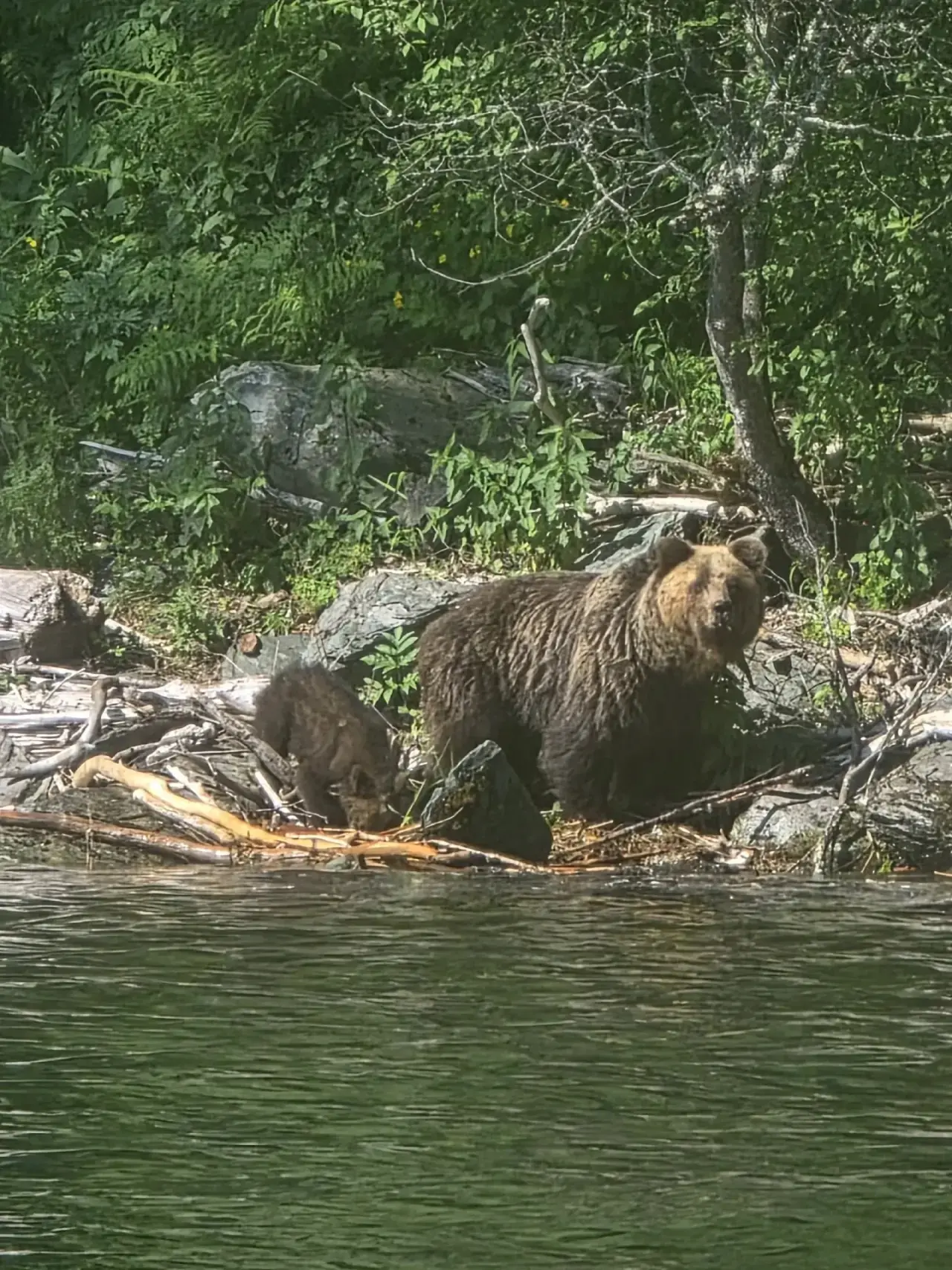 🐻 МЕДВЕДИЦУ С МЕДВЕЖАТАМИ ЗАМЕТИЛИ НА ТЕЛЕЦКОМ ОЗЕРЕ

На правом берегу Телецкого озера, на территор