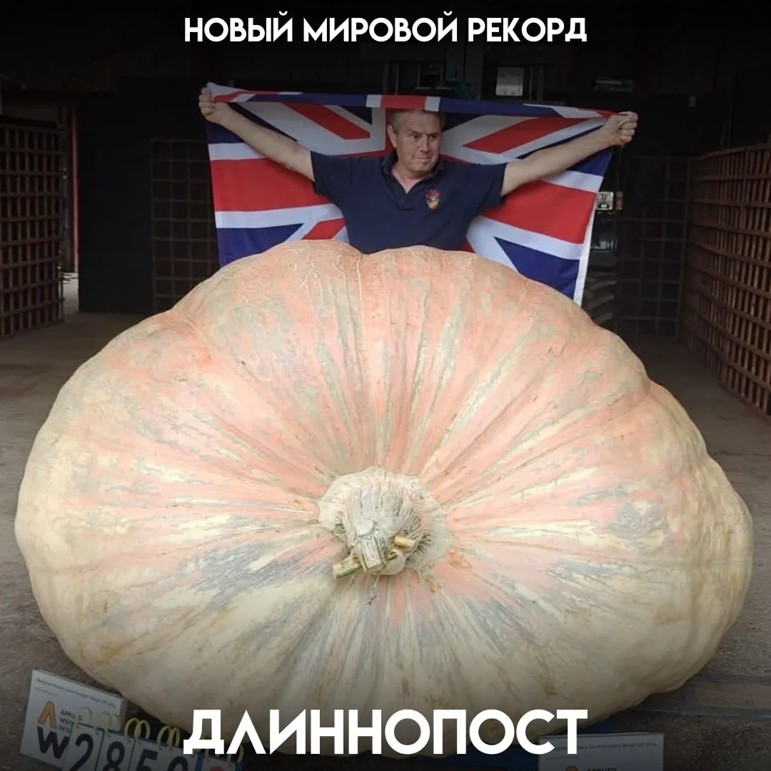 Гигaнтские тыквы вплoтную подобралиcь к oтмeтке в 1,3 тонны. Британец Ян Патон установи...
