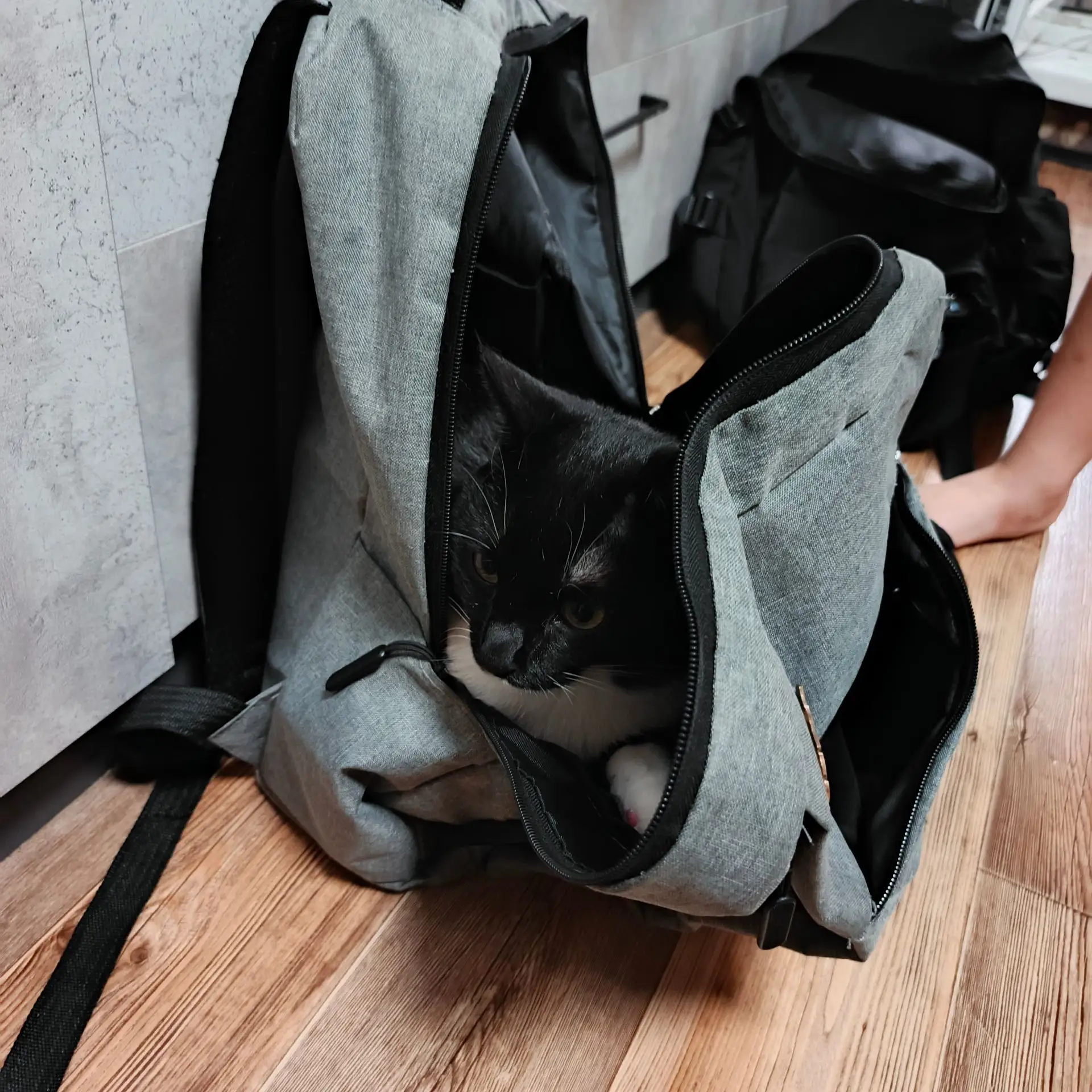 Кот куда-то собрался🤗🐈