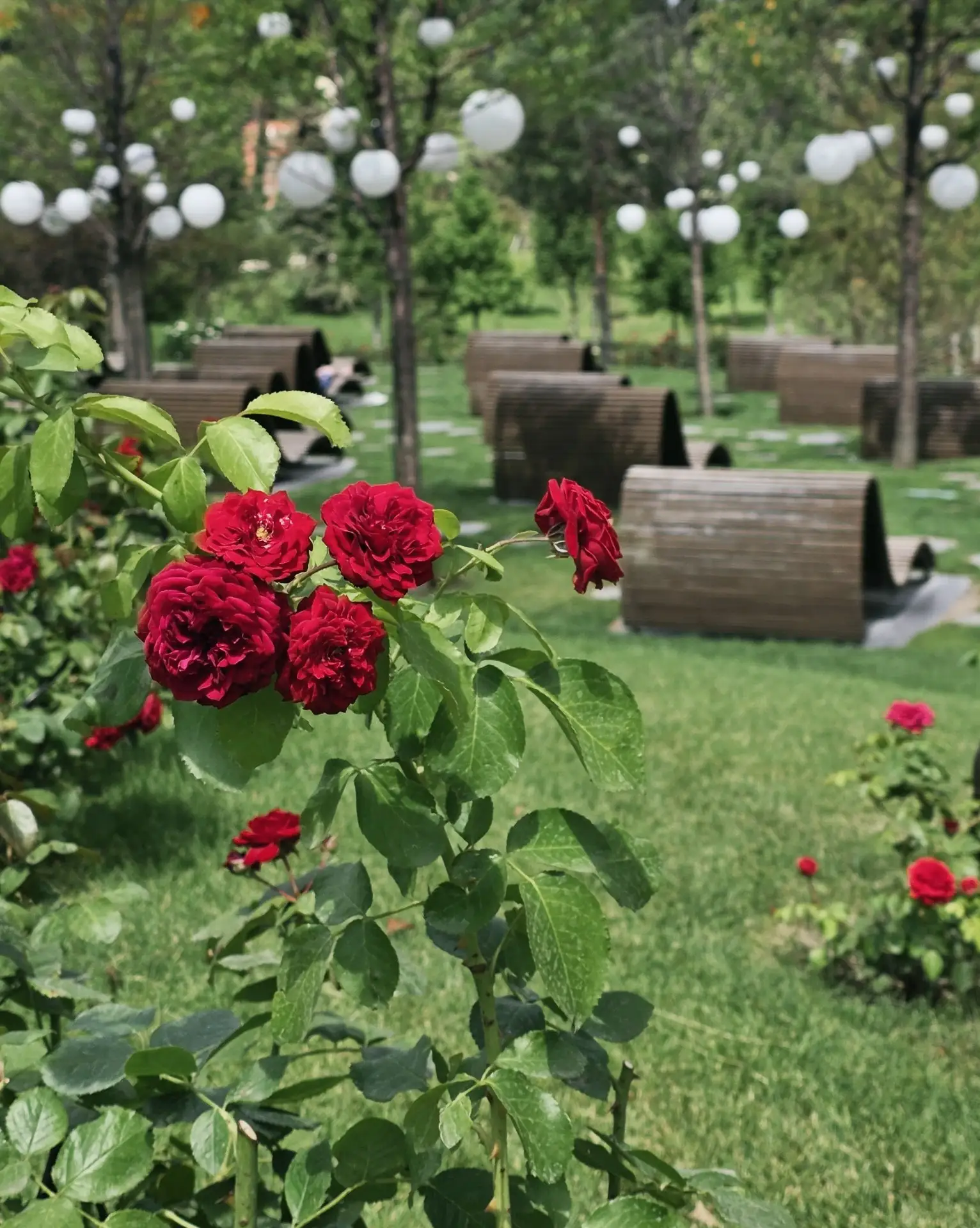 📍 Над Кроличьей норой

Всё ещё самая ароматная локация парка. Здесь лето пахнет розами 🌹

@parkkrd