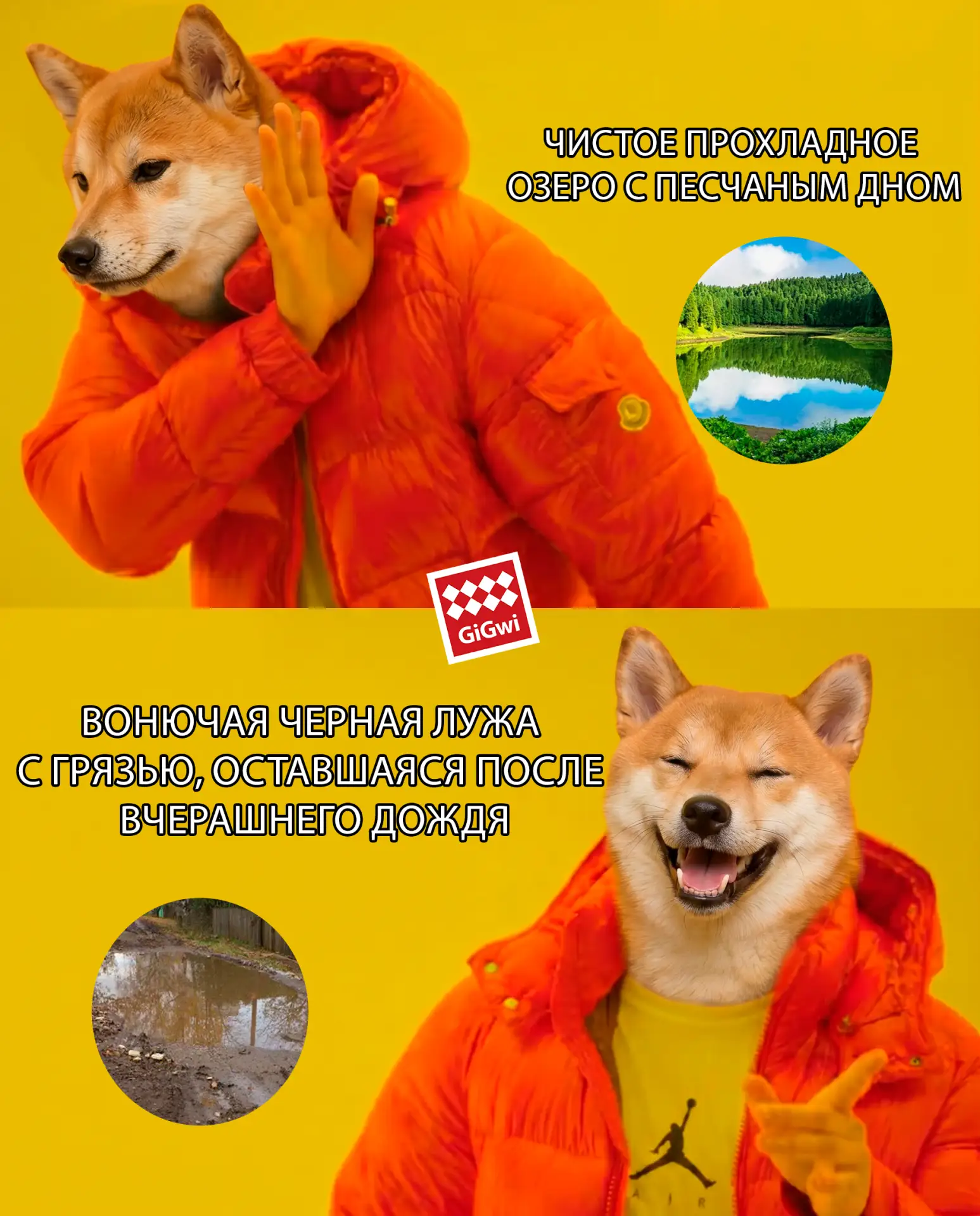 Когда собака выбирает, где искупается теплым июньским днем😂