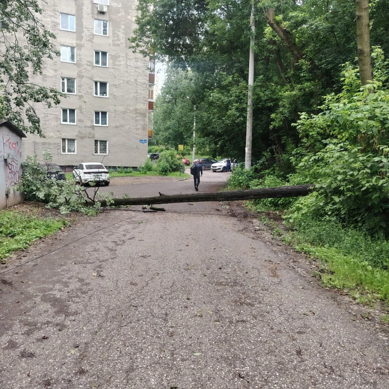 😱 Упавшее дерево едва не придавило прохожих на улице Хрустальной в Перми