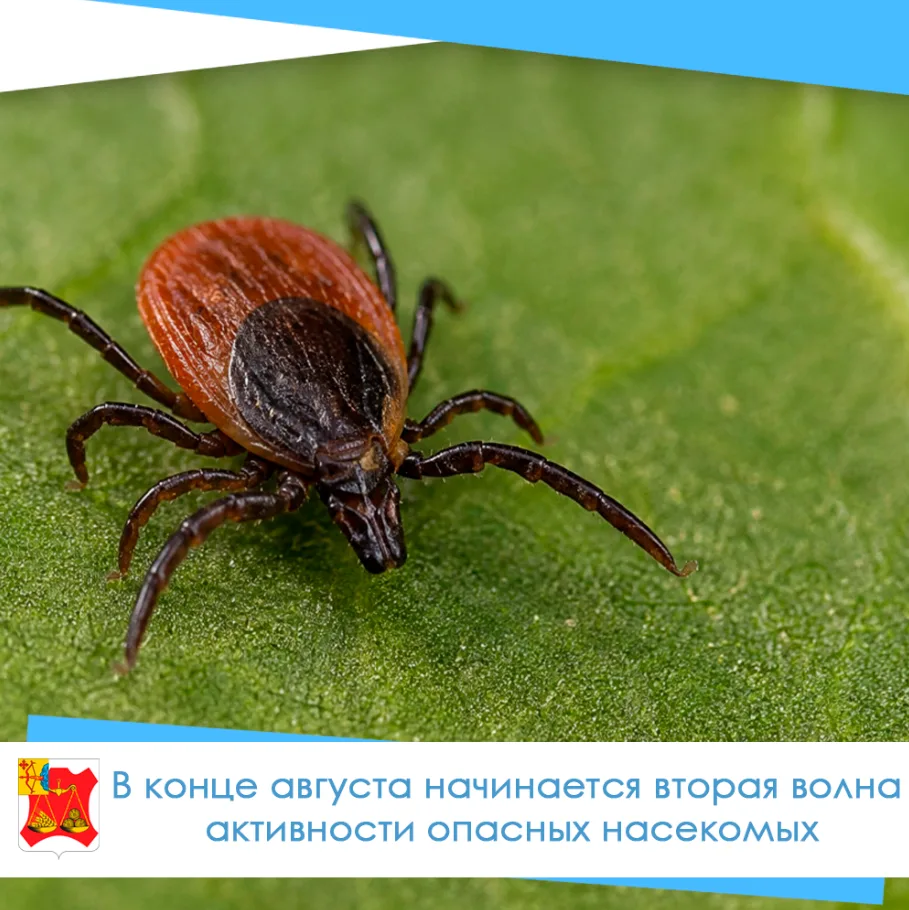 🍄 С конца августа начинается «грибной сезон» и вторая волна активности опасных насеком...