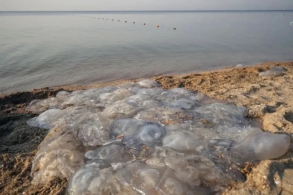 🪼 В июле в Азовском море стартует научный эксперимент по отлову медуз

Этим займётся Всероссийский 