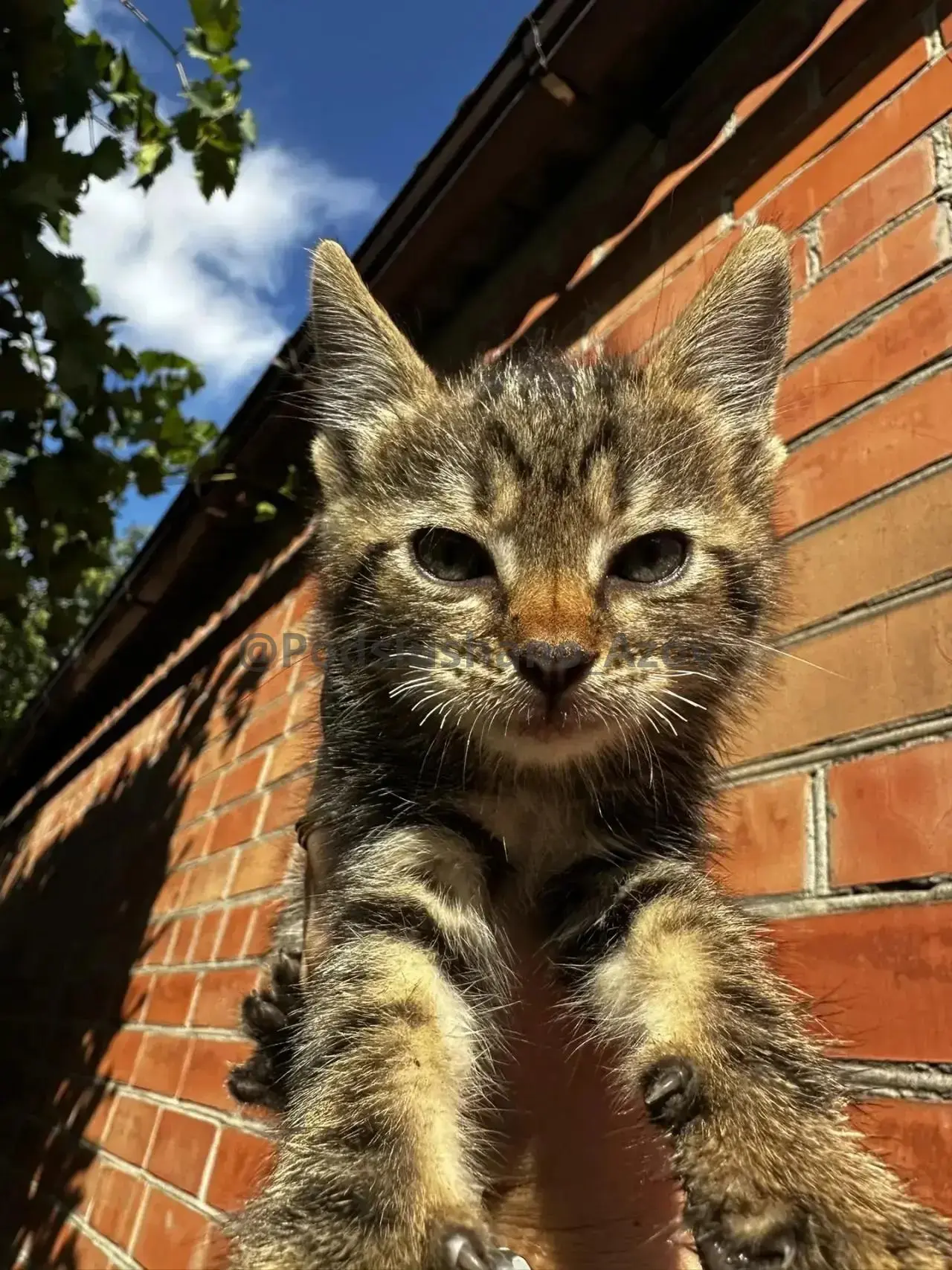 Котята ищут дом
