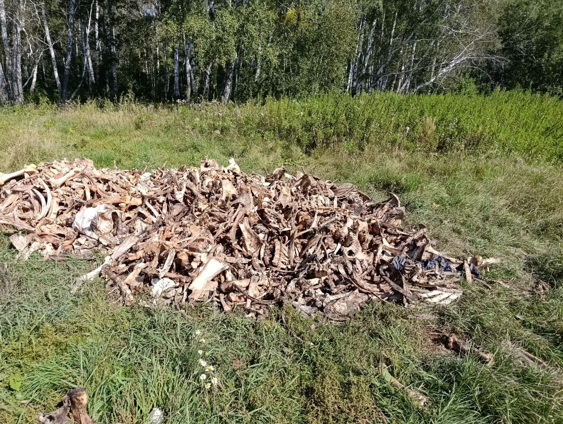 ☣️ В августе 2026 года в Омске и Омском районе обнаружены несанкционированные свалки би...